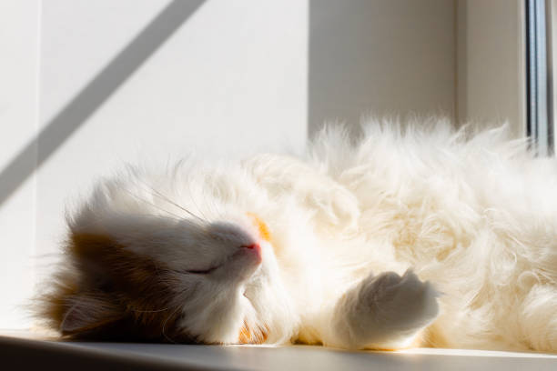 istock domestic cat sleeps on the window in the sun. 1646473193