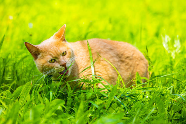 istock domestic cat eats green grass in the garden 1646473224