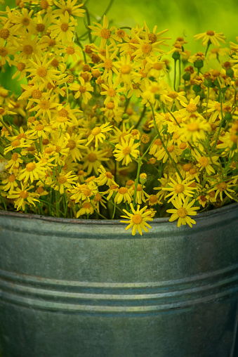 wild yellow flowers in an iron bucket close-up