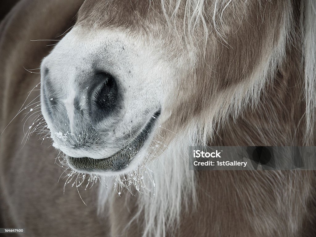 Szczegóły konia nos i usta nos - Zbiór zdjęć royalty-free (Abstrakcja)