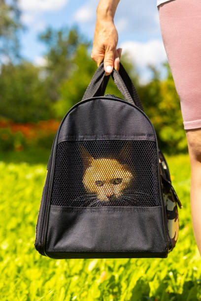 istock man carries a cat in a cat carrier 1646474418