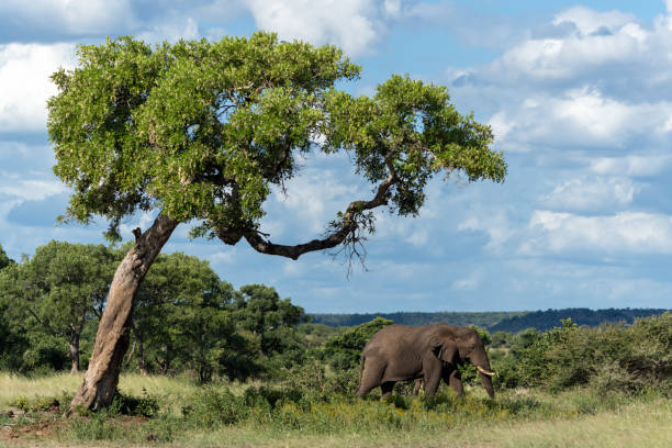 istock Elephant bull in Kruger National Park 1646474456