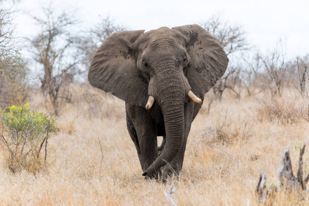 istock Elephant bull in Kruger National Park 1646474459