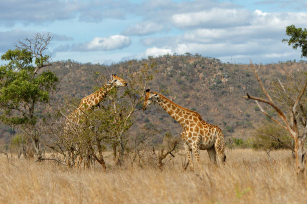 istock Giraffe in the Kruger National Park 1646474460