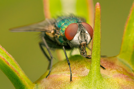 Female greenbootle fly feeding on a peoni button with blurred background and copy space