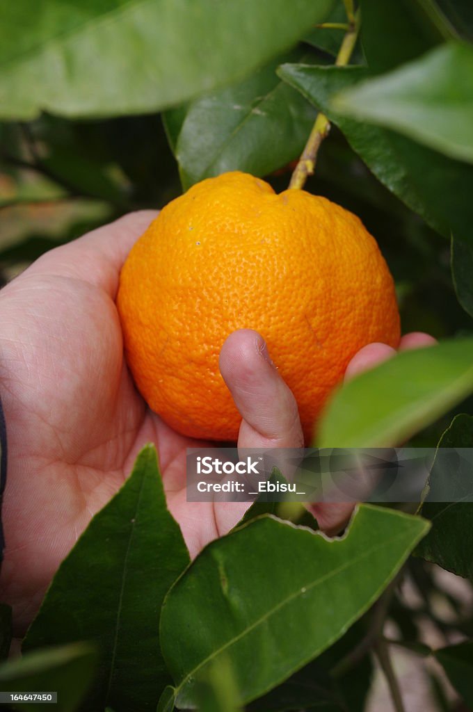 Laranja Orange - Foto de stock de Colher - Atividade agrícola royalty-free