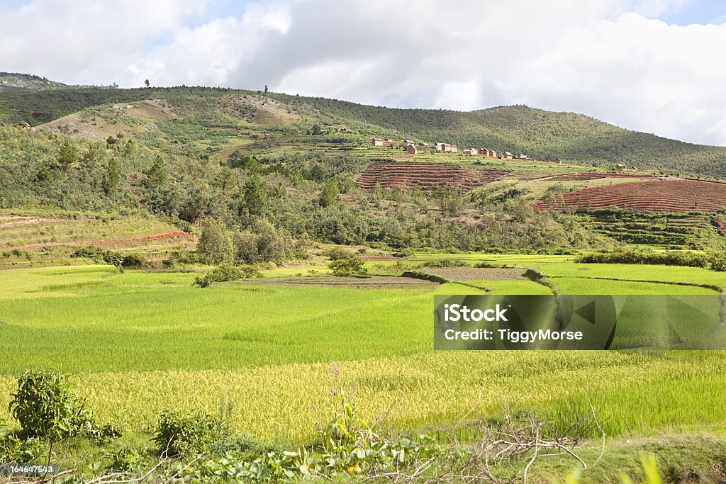 I campi di riso terrazzati Madagascar - Foto stock royalty-free di Africa