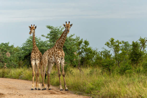 istock Giraffe in the Kruger National Park 1646475628