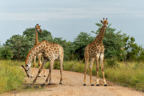istock Giraffe in the Kruger National Park 1646475634