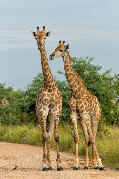 Giraffe in the Kruger National Park stock photo