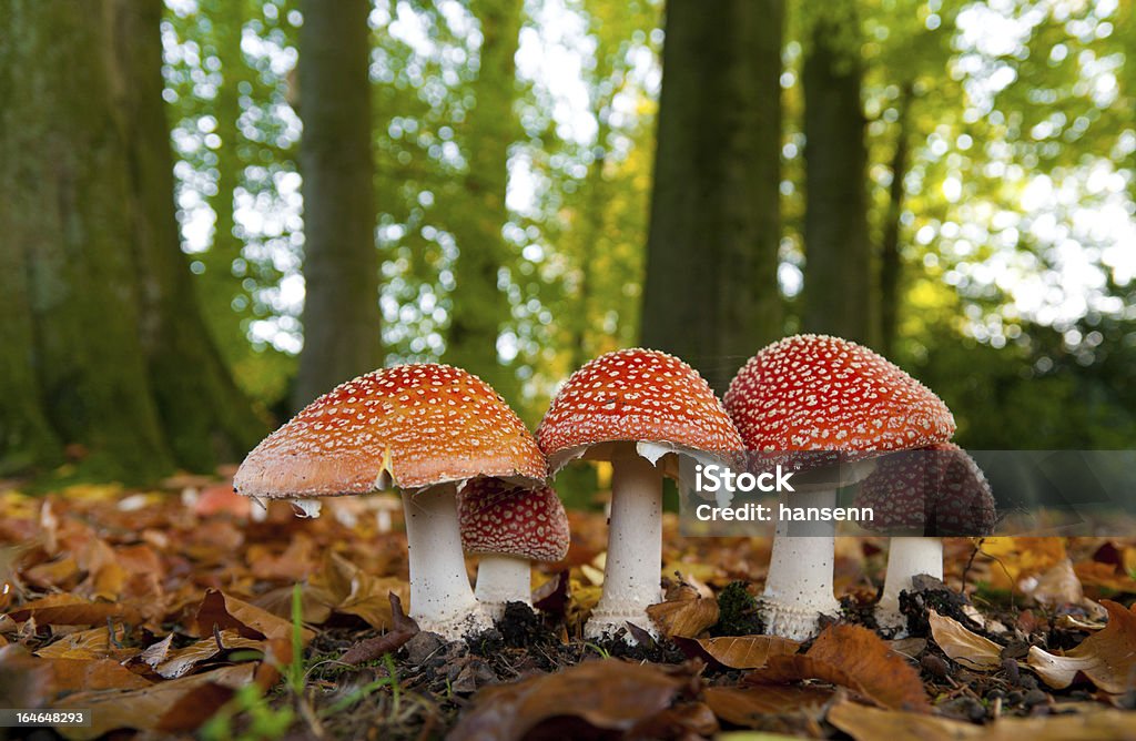 Grzyby w lesie - Zbiór zdjęć royalty-free (Amanita parcivolvata)