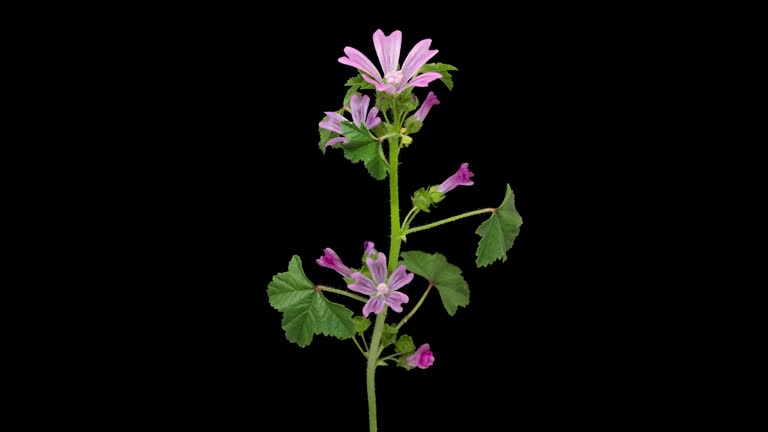 Macro time lapse blooming Malva sylvestris (Common Mallow) flower on pure black background