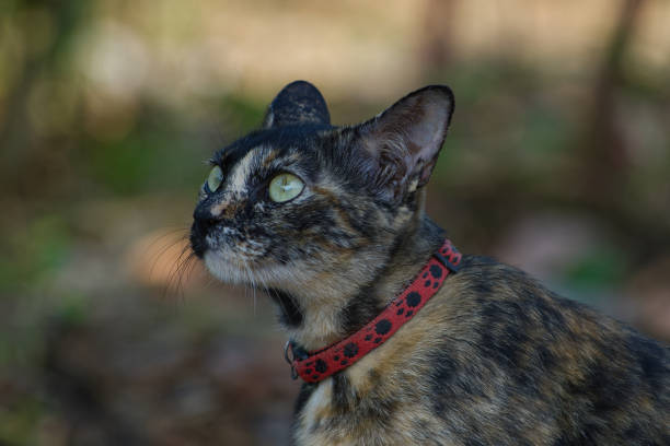 istock Cat cute animal pet background 1646486820