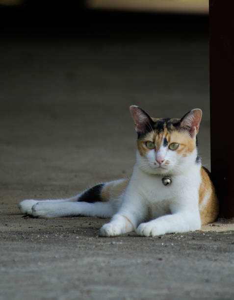 istock Cat cute animal pet background 1646486842
