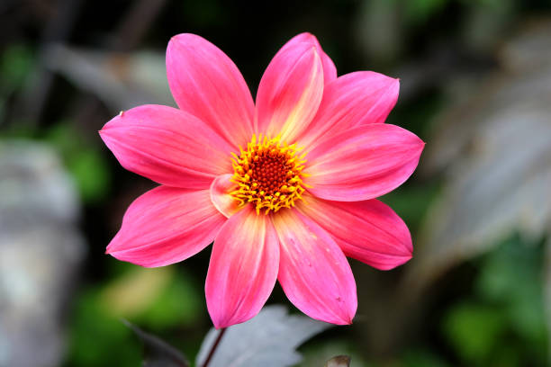 istock Bright pink single dahlia 'Twyning's Revel' in flower. 1646490104