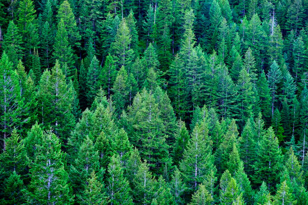 istock Pine Forest Green Lush Growth in Wilderness 1646492946