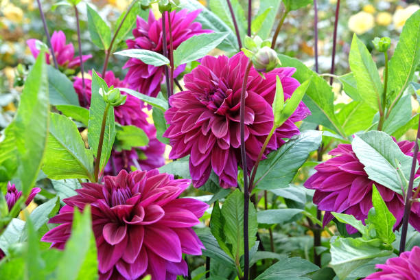 Purple decorative dahlia 'Thomas A Edison' in flower.