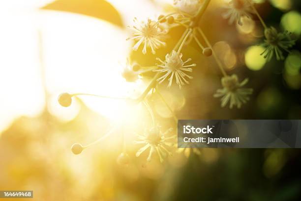 Brillante Verano Exuberante Paisaje Floral Con Retroiluminación Foto de stock y más banco de imágenes de Aire libre