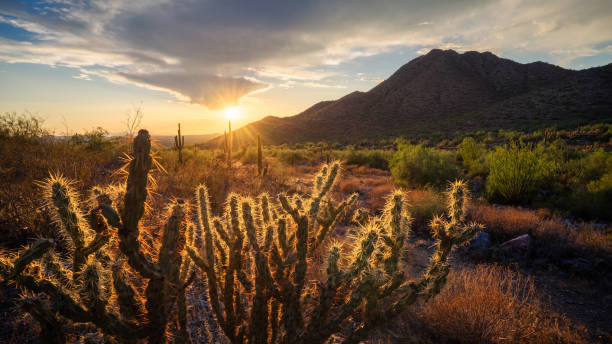 istock Cholla sunset in Sonoran Desert 1646495750