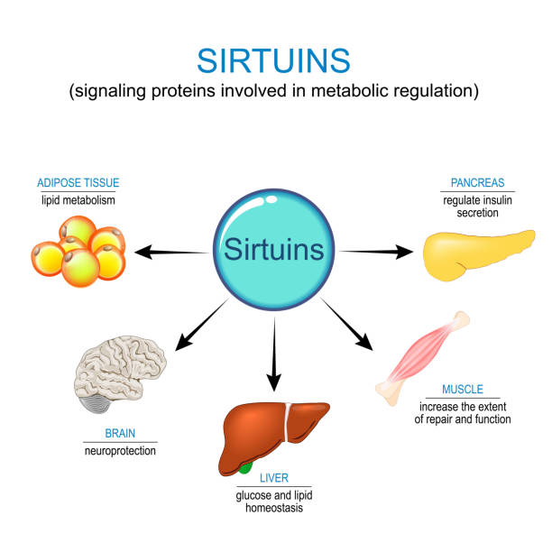 Sirtuins and anti-aging therapy vector art illustration