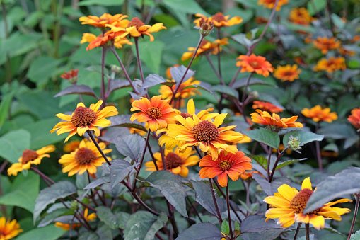 The red and orange false sunflower, Heliopsis helianthoides 'Bleeding Hearts' in bloom.