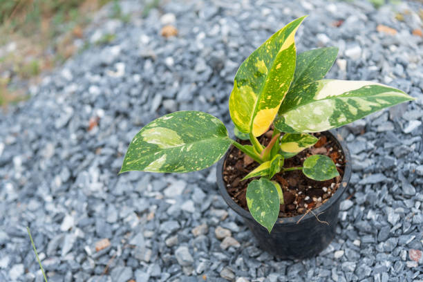 istock Philodendron Green congo Hybrid in the pot 1646498777