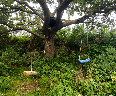 Swings in a tree in woodland