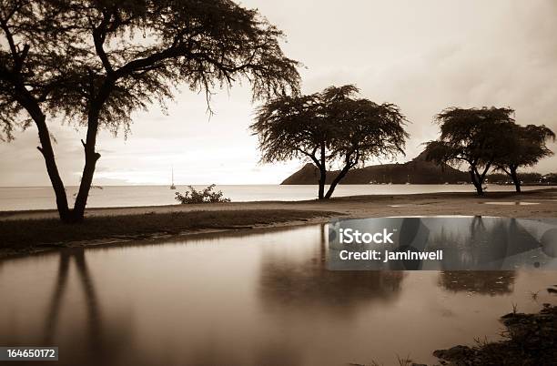 Photo libre de droit de Paysage De Plage En Sépia banque d'images et plus d'images libres de droit de Antilles occidentales - Antilles occidentales, Arbre, Arbre tropical