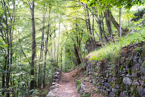 Stone footpath through the chestnut forest.