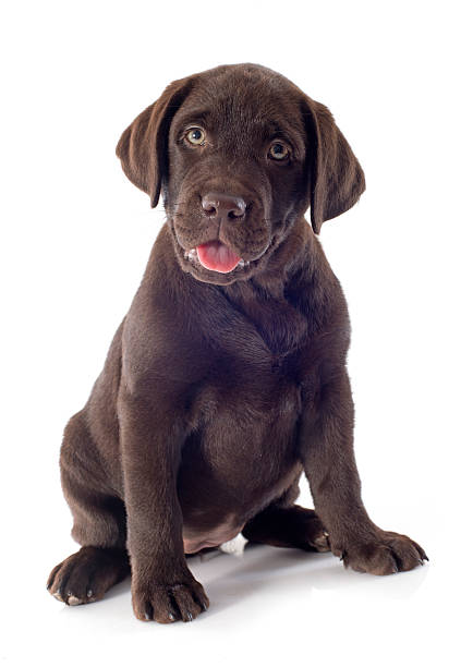 istock puppy labrador retriever 164650371