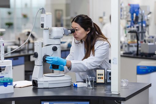 The mid adult female lab technician wears protective gloves as she adjusts the settings on the microscope to get a better view of her slide.