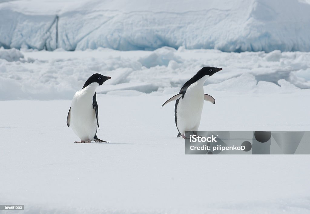 Dois Adelie pinguins em uma placa de gelo. - Foto de stock de Animal selvagem royalty-free