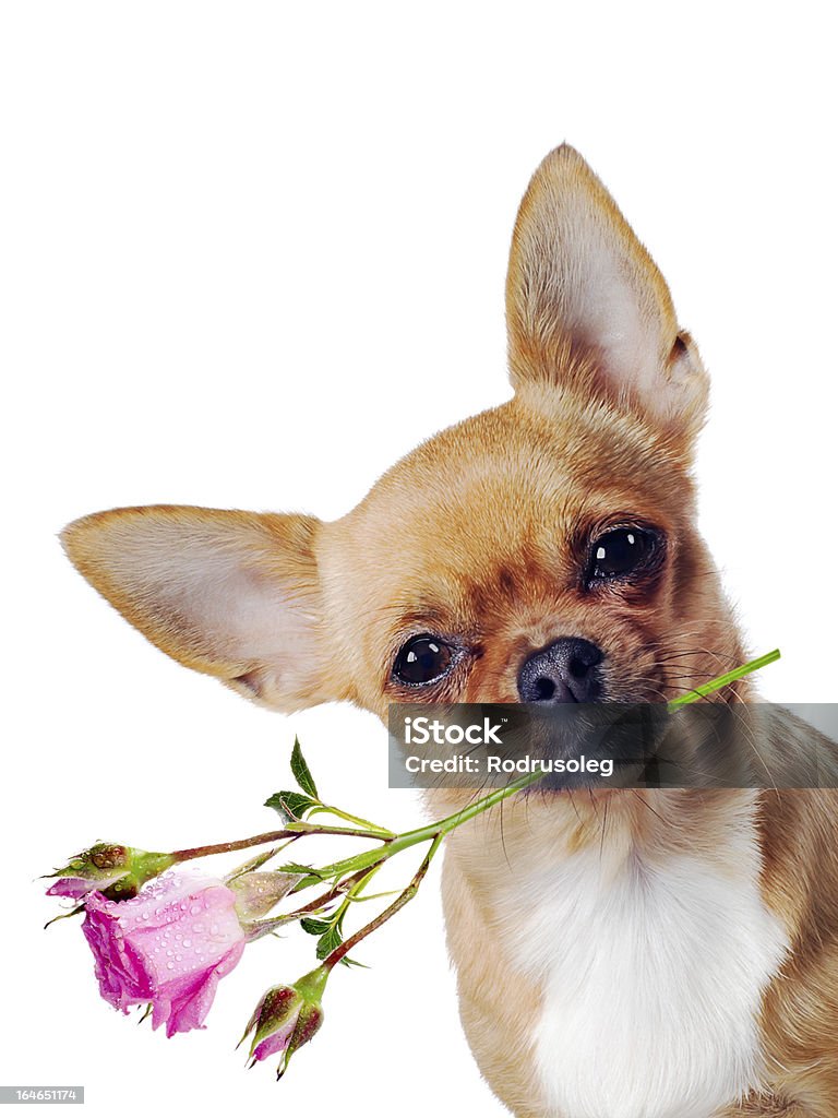 Chihuahua dog with rose isolated on white background Animal Stock Photo