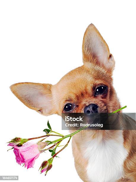 Chihuahua Dog With Rose Isolated On White Background Stock Photo - Download Image Now