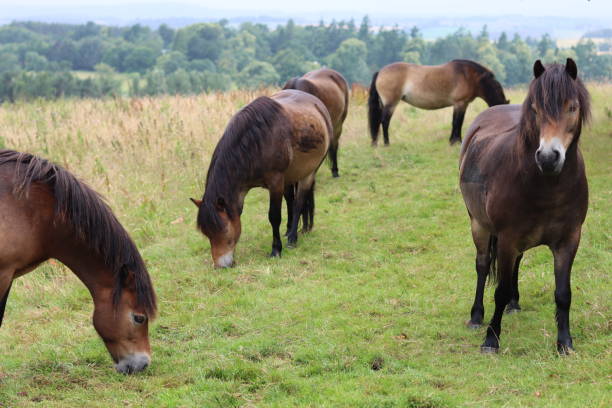 istock Large group of wild Exmoor ponies in a meadow 1646511832
