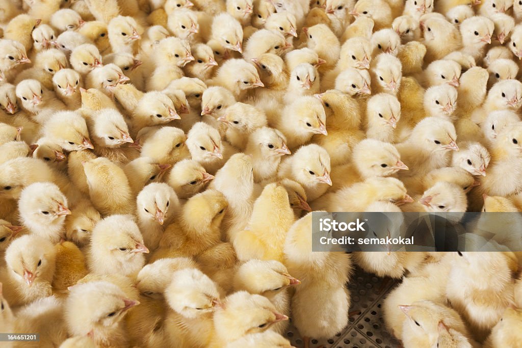 Duża grupa dzieci z kurczaka piskląt na gospodarstwo - Zbiór zdjęć royalty-free (Białe mięso)