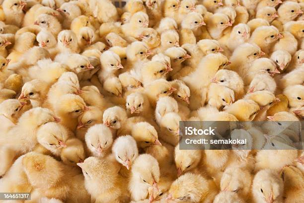 Große Gruppe Von Baby Küken Auf Chicken Farm Stockfoto und mehr Bilder von Agrarbetrieb - Agrarbetrieb, Aktivitäten und Sport, Ausbrüten