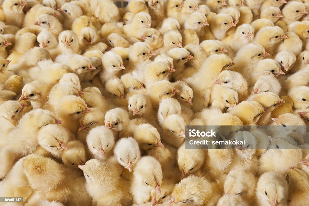 Grande grupo de bebés pintos de galinha farm - Royalty-free Abundância Foto de stock