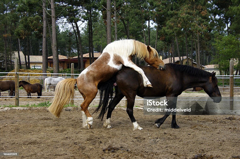 Accoppiamento di cavalli - Foto stock royalty-free di Accoppiamento animale