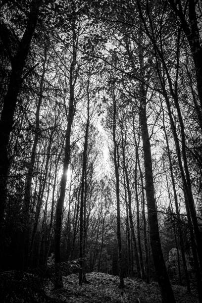 Low angle view of trees in the forest