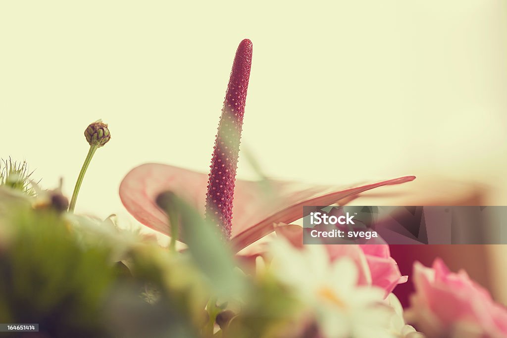 Schönen Strauß Rosa Rosen und Gänseblümchen, - Lizenzfrei Baumblüte Stock-Foto