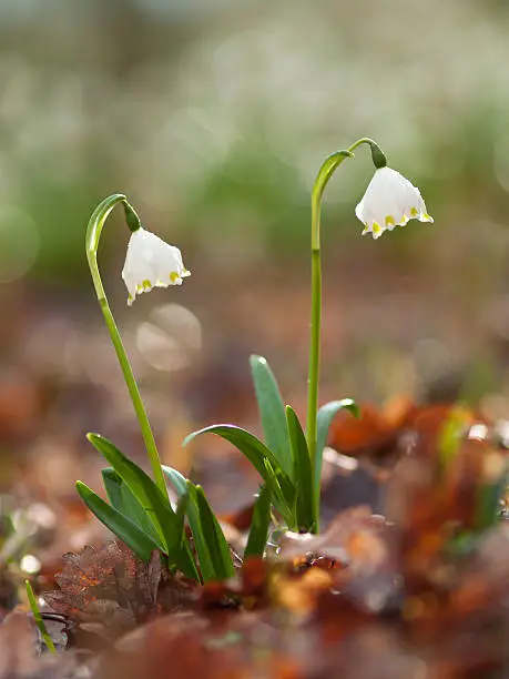 flowering Spring Snowflake, Leucojum vernum, bluening Maerzenbecher, Fruehlings knot flower
