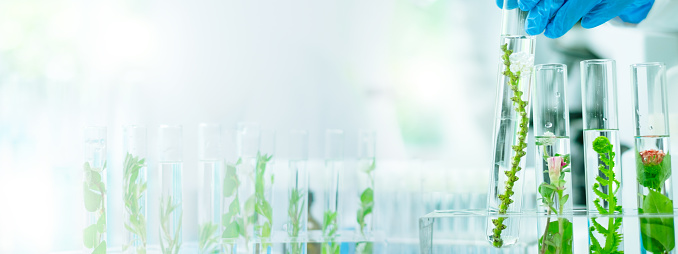 Banner of green plant laboratory backgrounds, biotechnology and ecology, botany growth in transparent test tube to explore genetic, ecological potential of oxygen, hydrogen for eco-friendly recycling