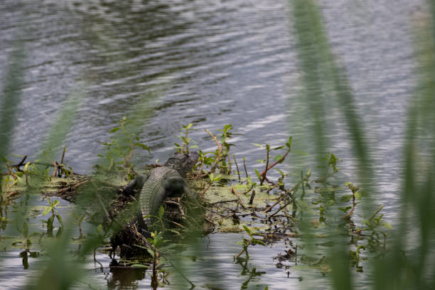 Bird's eye view of an American Alligator in Florida.