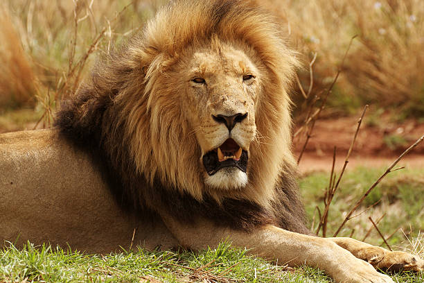 istock Male Lion Huge Mane 164652397