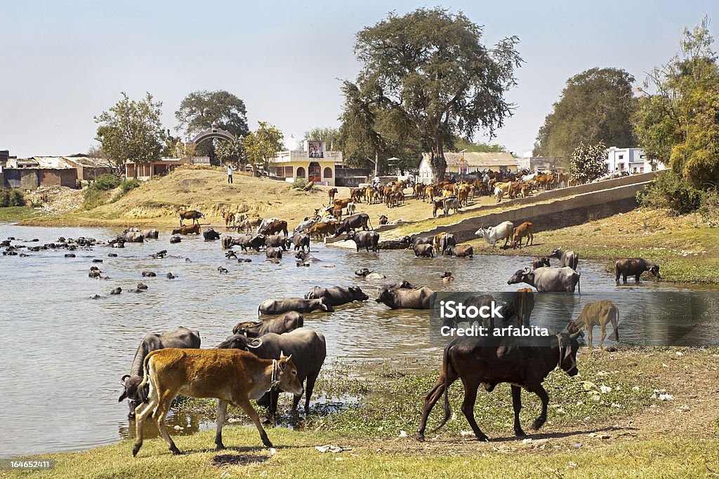 Buffallos e bovino Arrivando all'acqua - Foto stock royalty-free di Acqua