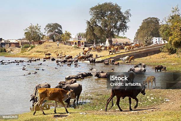 Buffallos E Bovino Arrivando Allacqua - Fotografie stock e altre immagini di Acqua - Acqua, Albero, Ambientazione esterna