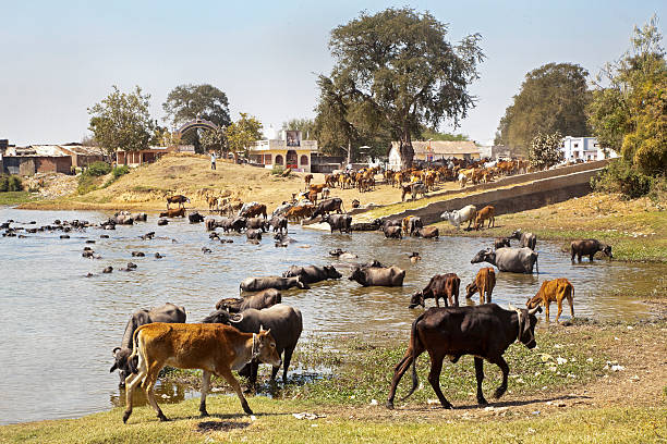 istock Buffallos and cattle coming to water 164652411