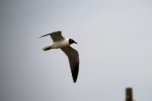 Franklin Gull in flight with his wings spread.