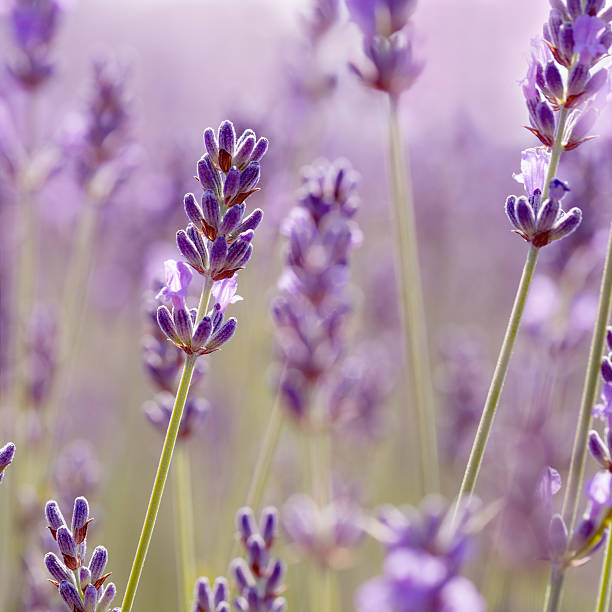 istock Branches of flowering lavender. 164652626